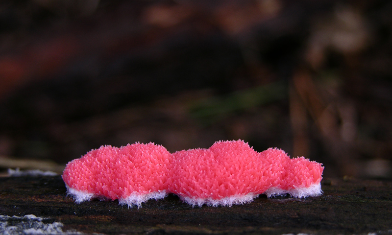 Myxomyceti del 9 giugno.